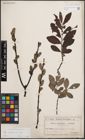 Foto von Salix cinerea L.